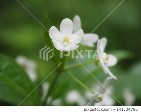 *Citrus umbellata* (20260704073001) *Citrus umbellata* (20260704073001) 141334780