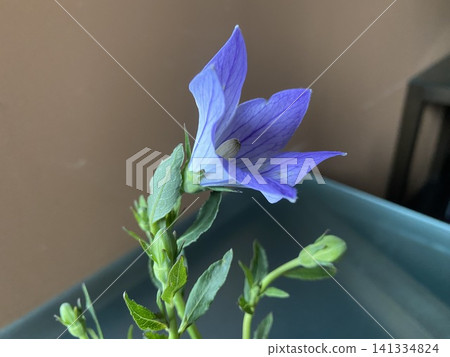 機器學習的花朵:來自岡山縣的桔梗 機器學習的花朵:來自岡山縣的桔梗 141334824