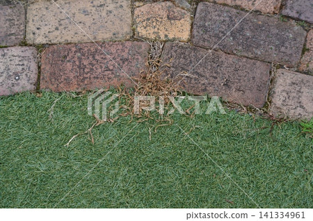 Weeds withered by herbicides 141334961