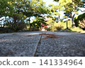 千葉縣市川市德巖寺的進山路 141334964
