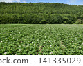Hokkaido scenery - potato fields - 141335029