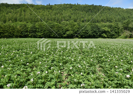 Hokkaido scenery - potato fields - Hokkaido scenery - potato fields - 141335029