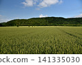 Hokkaido scenery - Wheat fields - 141335030
