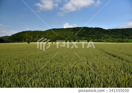 Hokkaido scenery - Wheat fields - Hokkaido scenery - Wheat fields - 141335030