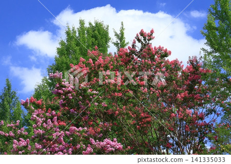 盛夏閃耀在蔚藍的天空 盛夏閃耀在蔚藍的天空 141335033