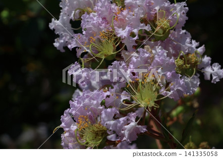 盛夏閃耀在蔚藍的天空 盛夏閃耀在蔚藍的天空 141335058