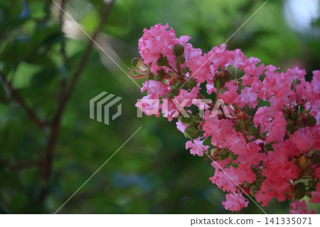 Shines in the blue sky in midsummer 141335071