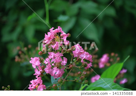 盛夏閃耀在蔚藍的天空 盛夏閃耀在蔚藍的天空 141335088