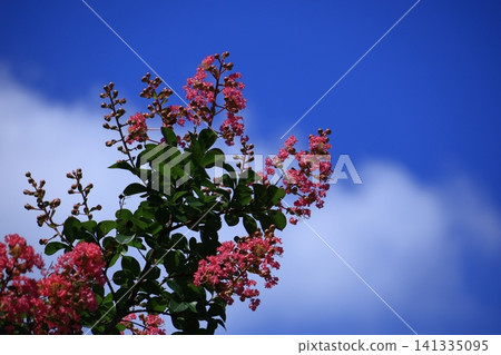 盛夏閃耀在蔚藍的天空 盛夏閃耀在蔚藍的天空 141335095