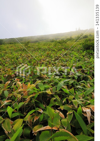 A plateau shrouded in clouds, with vast fields of bamboo grass and mountainous scenery. A plateau shrouded in clouds, with vast fields of bamboo grass and mountainous scenery. 141335139
