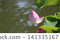 漂浮在水的蓮花 141335167