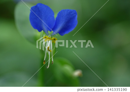 Cool blue flowers Cool blue flowers 141335190