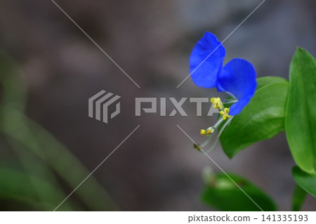 Cool blue flowers Cool blue flowers 141335193