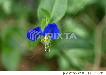 涼爽的藍色花朵 涼爽的藍色花朵 141335194
