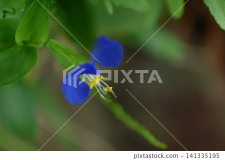 涼爽的藍色花朵 涼爽的藍色花朵 141335195