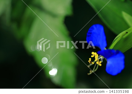 涼爽的藍色花朵 涼爽的藍色花朵 141335198