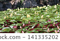 睡蓮花簇 141335202