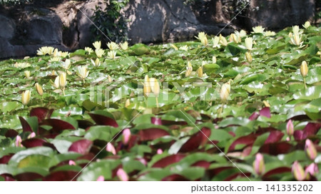 睡蓮花簇 睡蓮花簇 141335202