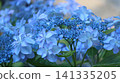 藍色繡球花 141335205