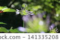 百子花 141335208