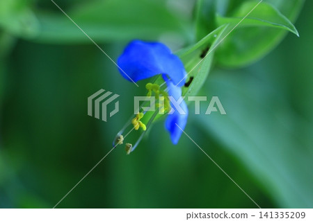 Cool blue flowers Cool blue flowers 141335209