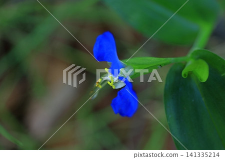 涼爽的藍色花朵 涼爽的藍色花朵 141335214