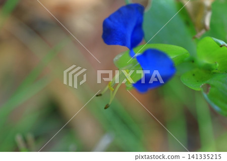 Cool blue flowers Cool blue flowers 141335215