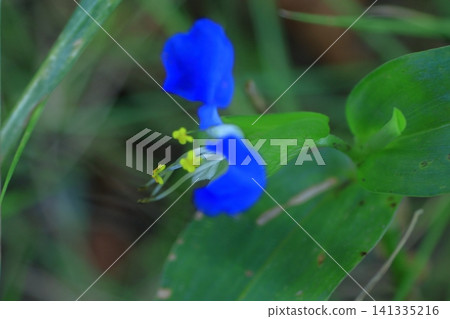 涼爽的藍色花朵 141335216