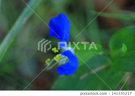 涼爽的藍色花朵 涼爽的藍色花朵 141335217