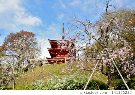 Three-story pagoda (Okadera Temple) and cherry blossoms [Asuka Village, Takaichi District, Nara Prefecture] 141335223