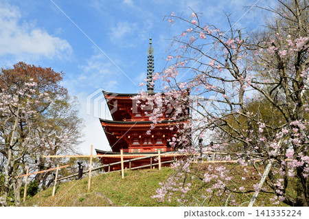 三重塔（岡寺）和櫻花[奈良縣高市郡飛鳥村] 141335224
