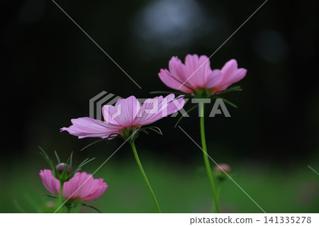 Bloom in the autumn wind Bloom in the autumn wind 141335278