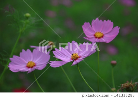 Bloom in the autumn wind Bloom in the autumn wind 141335293