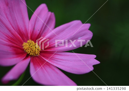 Bloom in the autumn wind Bloom in the autumn wind 141335298