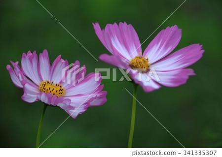 Bloom in the autumn wind Bloom in the autumn wind 141335307