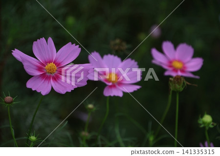 Bloom in the autumn wind Bloom in the autumn wind 141335315