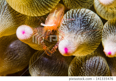 Anemone shrimp living in symbiosis with sea anemones: Underwater macro photography of marine life Anemone shrimp living in symbiosis with sea anemones: Underwater macro photography of marine life 141335476