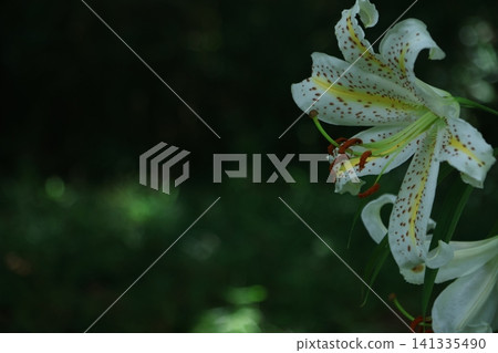 The king of lily The king of lily 141335490