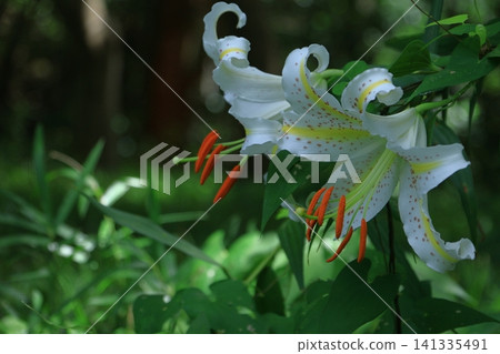 The king of lily The king of lily 141335491