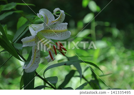 The king of lily The king of lily 141335495