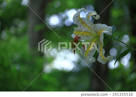 The king of lily The king of lily 141335516