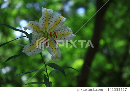 The king of lily The king of lily 141335517