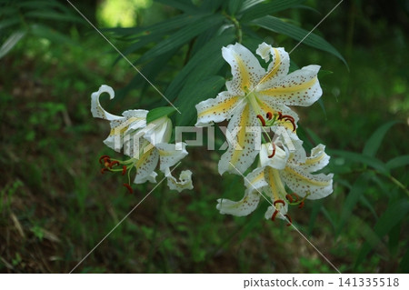 The king of lily 141335518