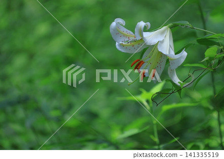 The king of lily 141335519