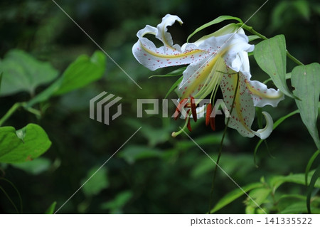 The king of lily The king of lily 141335522