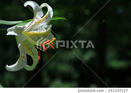 The king of lily The king of lily 141335527