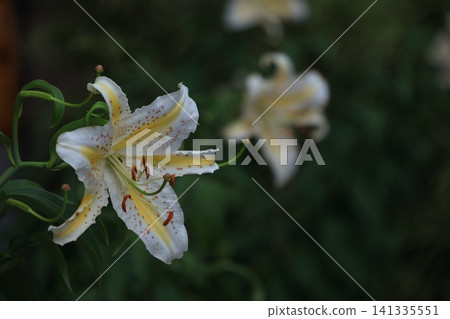 The king of lily The king of lily 141335551