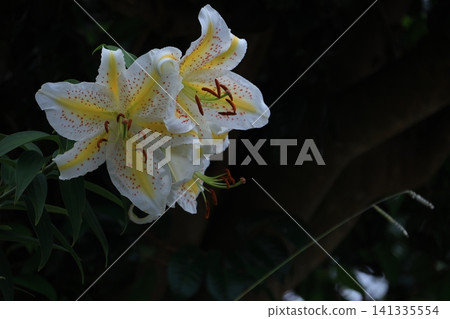 The king of lily The king of lily 141335554