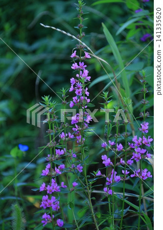 Flowers for Buddhist altars in Obon Flowers for Buddhist altars in Obon 141335620