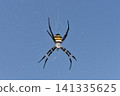 A large spider perched on a spiderweb: a golden orb-weaver spider. 141335625